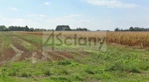 Działka 1 000,00 m², Nowe Faszczyce, Sprzedaż