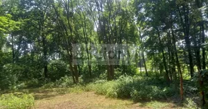 Działka 2 589,00 m², Podkowa Leśna, Sprzedaż