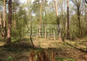 Działka 12 000,00 m², Sękocin-Las, Sprzedaż
