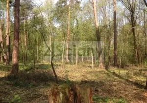 Działka 4 630,00 m², Sękocin-Las, Sprzedaż
