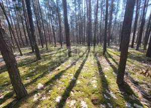 Działka 1 731,00 m², Siestrzeń, Sprzedaż