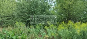 Działka 971,00 m², Żółwin, Sprzedaż