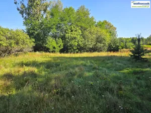 Działka 9 800,00 m², Ręczno, Sprzedaż