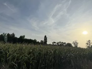 Działka 5 000,00 m², Łobódź, Sprzedaż