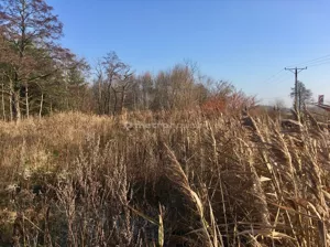 Działka 5 581,00 m², Parzniew, Sprzedaż