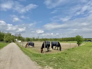 Działka 6 000,00 m², Świętochów, Sprzedaż