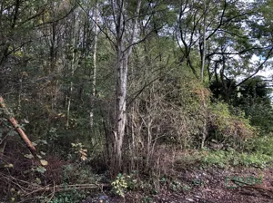 Działka 3 589,00 m², Jankowice, Świerklańska, Sprzedaż