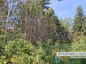 Działka 13 000,00 m², Załuski, Sprzedaż