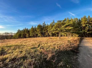 Działka 1 393,00 m², Ciasne, Sprzedaż