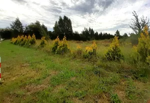 Działka 2 613,00 m², Glincz, Cedrowa, Sprzedaż