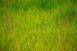 Działka 52 937,37 m², Czarnów, Sprzedaż