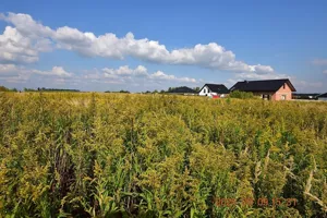 Działka 850,00 m², Syców, Jacka Malczewskiego, Sprzedaż