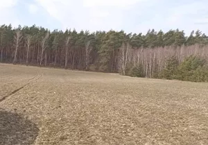 Działka 1 231,00 m², Osie, Jagodowa, Sprzedaż