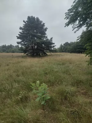 Działka 8 800,00 m², Krępa, Sprzedaż