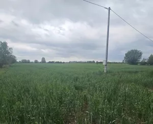 Działka 18 000,00 m², Markusy, Sprzedaż