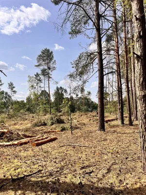 Działka 22 484,00 m², Wilczkowice Dolne, Sprzedaż