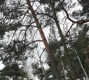 Działka 1 683,00 m², Józefów, Księdza Malinowskiego, Sprzedaż