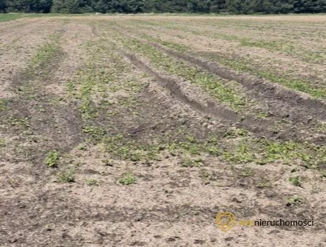424169642 - zdjęcie nr 0