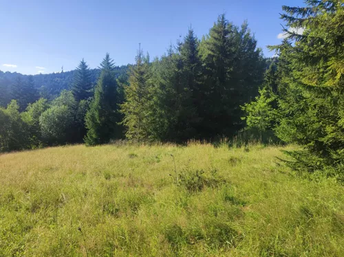 REMAX-398-GS-INVEST - zdjęcie nr 0