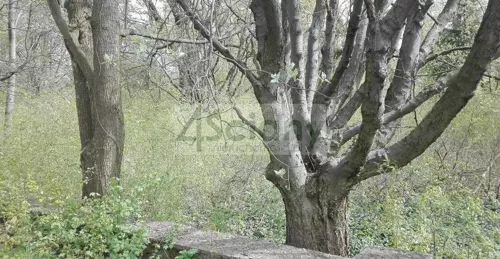6768/3098/OGS - zdjęcie nr 0