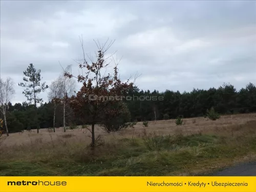 NAJA299 - zdjęcie nr 0