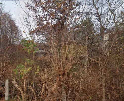 7715/2145/OGS - zdjęcie nr 0