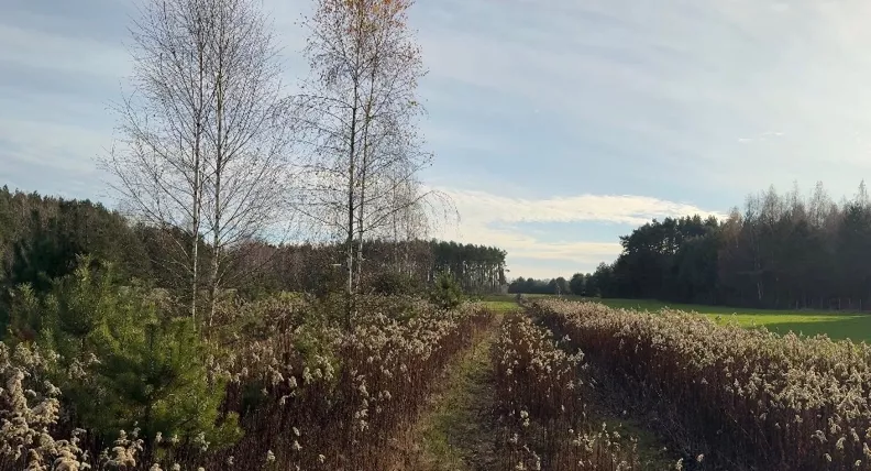 Działka 1 150,00 m², oferta nr , 836864, Kruczy Borek