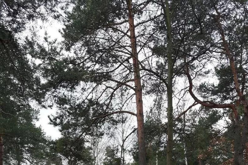 Działka 1 677,00 m², oferta nr , 472, Józefów