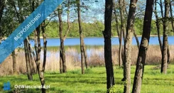 41233 - zdjęcie nr 0