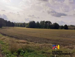 151980227 - zdjęcie nr 3