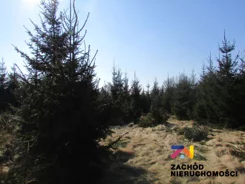 143180227 - zdjęcie nr 1