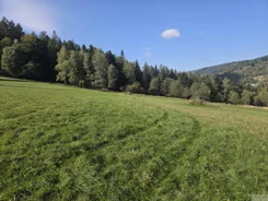 2659 - zdjęcie nr 3