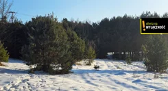 GH627169 - zdjęcie nr 4