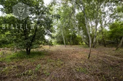 BLN725927 - zdjęcie nr 3