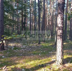10300/3098/OGS - zdjęcie nr 5