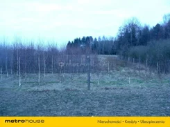 JOLE549 - zdjęcie nr 2