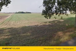 ROZY633 - zdjęcie nr 4
