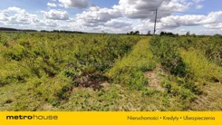 SOROBU781 - zdjęcie nr 1