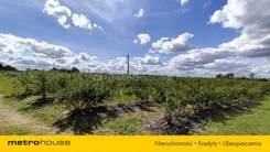 SOROBU781 - zdjęcie nr 2