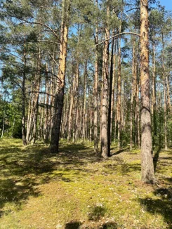 41917 - zdjęcie nr 3