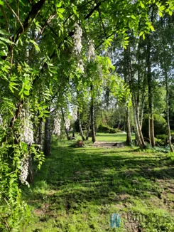 WIL335651 - zdjęcie nr 3