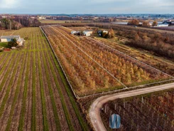 WIL958421 - zdjęcie nr 3