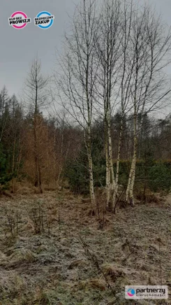 PAN822974 - zdjęcie nr 1