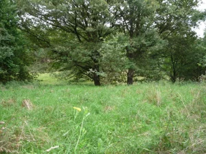 Działka 54 800,00 m², Dychów, Sprzedaż