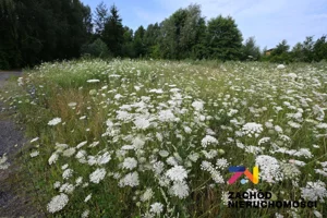 Działka 3 715,00 m², Zabór, Sprzedaż
