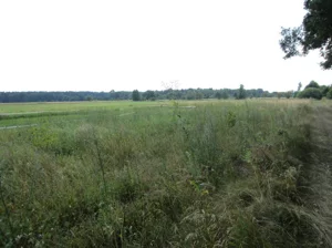 Działka 13 000,00 m², Zielona Góra, Kiełpin, Sprzedaż