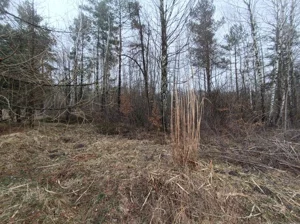 Działka 3 984,00 m², Przyłogi, Sprzedaż