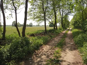 Działka 6 800,00 m², Goszczyce Średnie, Sprzedaż