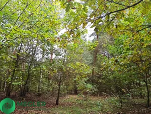 Działka 4 368,00 m², Radonie, Sprzedaż