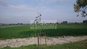Działka 28 000,00 m², Płochocin, Sprzedaż